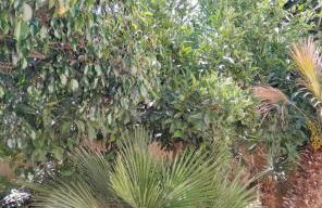 Al Profumo di Zagare - Foto 8