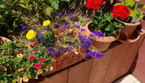 FeWo Sonnenblume mit sauna - Foto 5