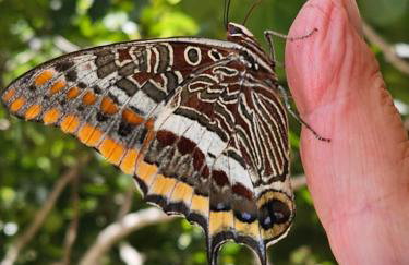 Villa Jagoda - Foto 59