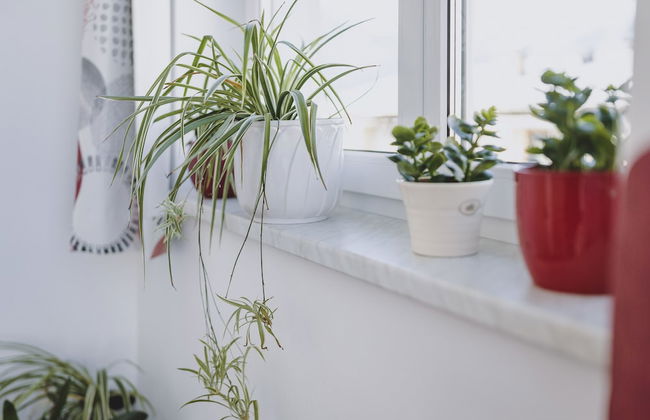 Appartements Sulzer by we rent - Foto 46