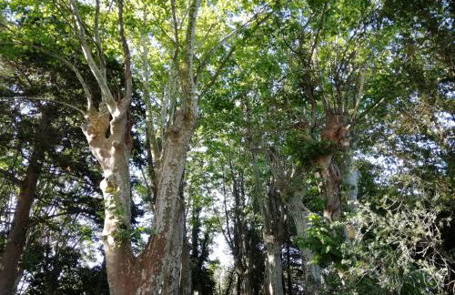 Domaine de la Vidalle - Foto 36