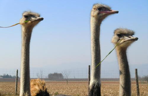 Les Roulottes-Gîtes de la Ferme de l'Autruche Dromoise - Foto 14
