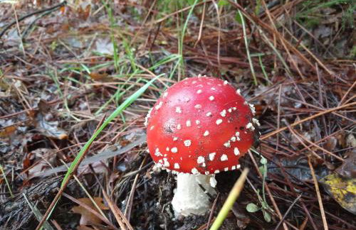 Casa silvosa - Photo 12