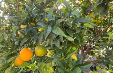 Tros de mar - Foto 18