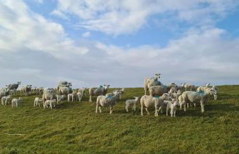 Ferienwohnungen Haus Schau ins Land nah an der Nordsee - Foto 111