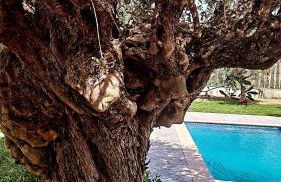 Olive Sense Villa with jacuzzi and sauna - Foto 1