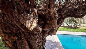 Olive Sense Villa with jacuzzi and sauna - Foto 1