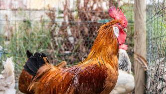 Gîtes du Castell de Blés - Photo 5