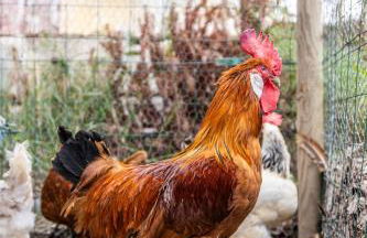 Gîtes du Castell de Blés - Photo 5