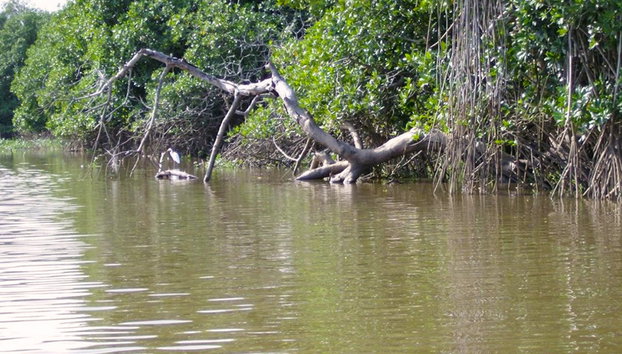 Coyuca Lagoon - Photo 4