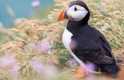 Willow Cottage - Foto 40