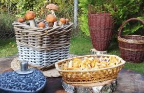 Siedlisko Gruszki Puszcza Białowieska - Foto 54