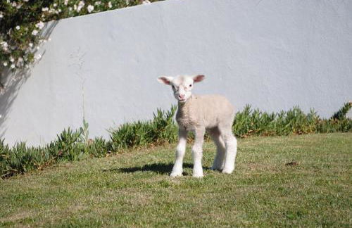 Monte das Texugueiras - Foto 54