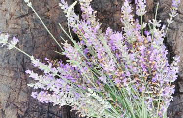 Burrico D`Orada - Rural Stays & Wine Country Tours - Foto 60