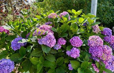 Villa Botanica - Foto 79