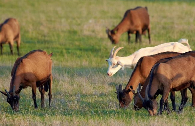 Ferme du Caroire - Foto 15