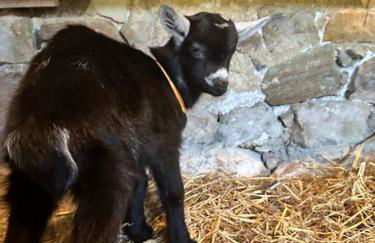 Le Perchoir Gîte de charme dans château -SPA- - Foto 31
