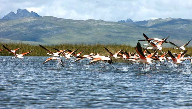 Flamingos in Lake Junín