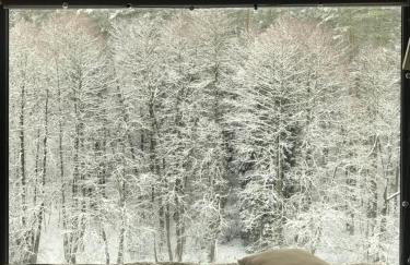 Na skraju gaju - Foto 12