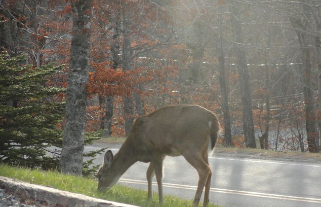 VCI - Elderberry Overlook - Foto 29
