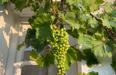 Villa rustica bougainvillea - Foto 4