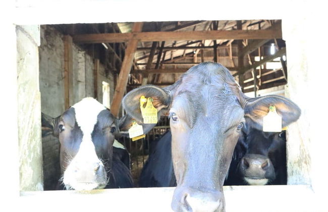 Holiday Home Heinrich - Photo 13