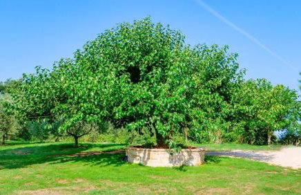 Studio Apartment Gianni - Foto 20