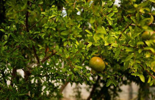 Villa Bistre - Foto 57