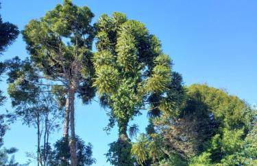 Apartamento Flor de Canela - Foto 23