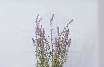 Covadonga Centro - Foto 23