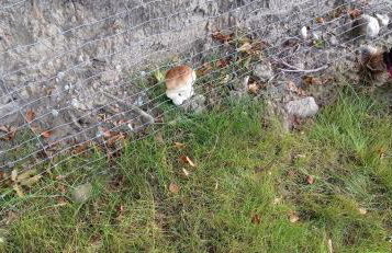 Kaszuby Punkt Klonowo Przywidz sauna klima basen - Foto 65