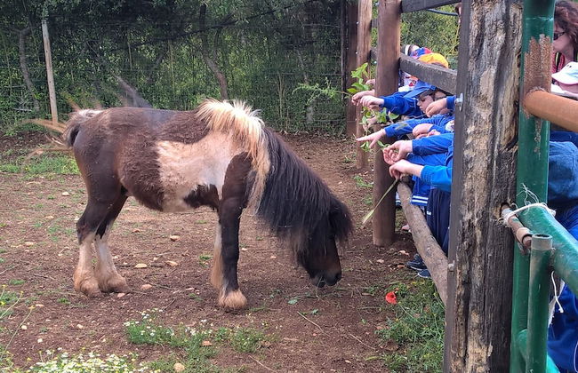 Bioagriturismo Masseria Sciaiani Piccola - Photo 34