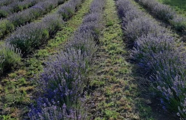 Tenuta Di Pontesodo - Foto 30