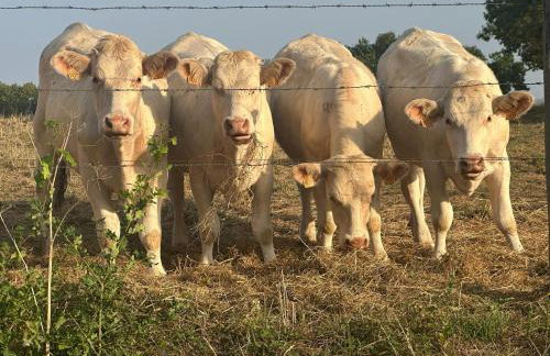 Lovely Holiday Home in Loire for 10 - Photo 28