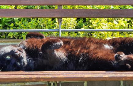 Ferienhof Sommergarten - Foto 17