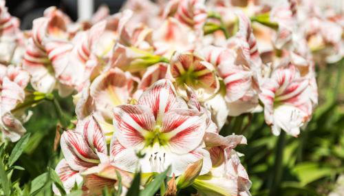 Apartmani Tabain I - Foto 3, Garden