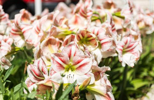 Apartmani Tabain I - Foto 3