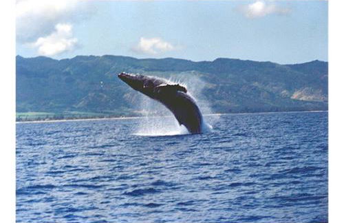 Northshore Oceanfront Home- 5 bedroom and 4 bath - Foto 5