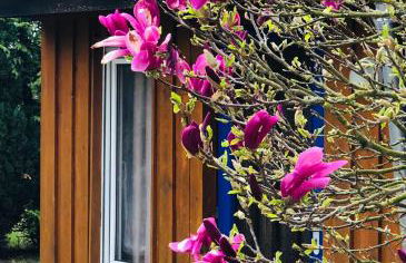 Tiny House bei Mardorf am Steinhuder Meer - Photo 11