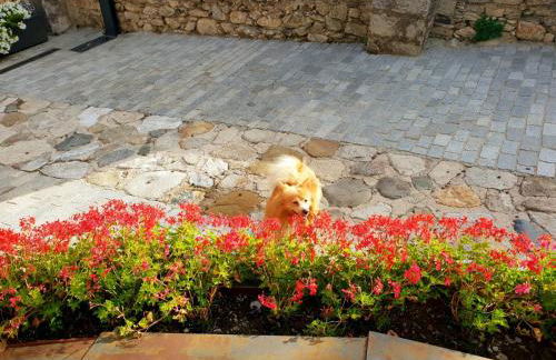 Casa Aranesa - Photo 36