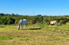 Rancho Bela Vista - o seu recanto em Pelotas - Foto 38