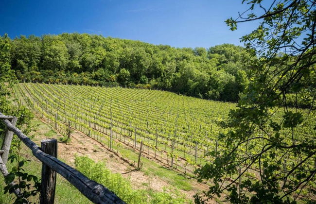 A Vineyard Apartment Retreat - Foto 39