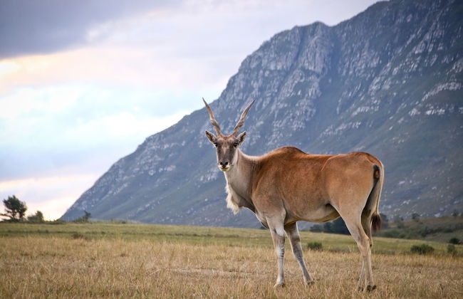 Oudebosch Guest Farm - Foto 25