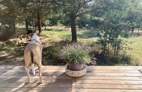 Przystanek Naglady Warmia- całoroczny, duża leśna działka - Foto 17