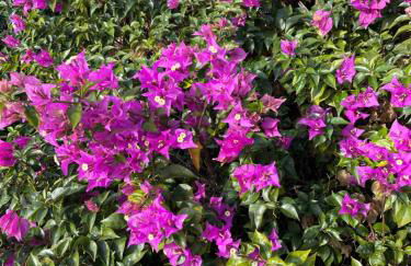 Porto Rotondo centro - splendido appartamento con terrazza - Foto 57