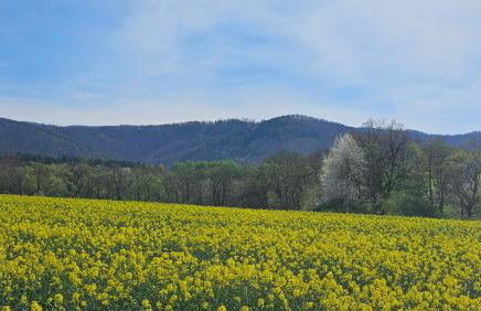 Złota Widokówka - Foto 25