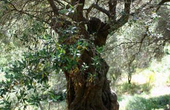 costa di sognu - Foto 14