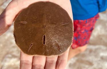 Borde Del Mar | Laguna Beach |Steps to the SAND! - Photo 24