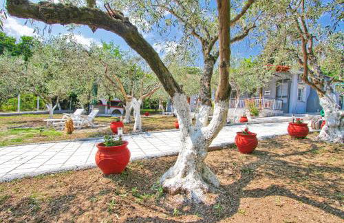 The House of Olive Trees - Photo 5