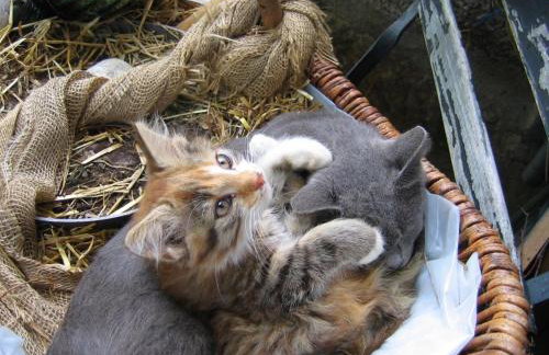 Ferienwohnungen Peterbartl-Hof - Foto 14